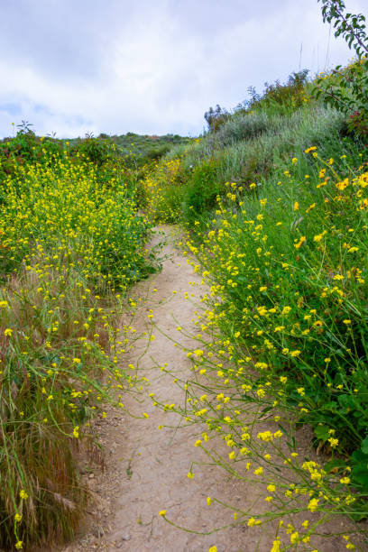 istock Wildflowers on Hiking Trail 2150362144