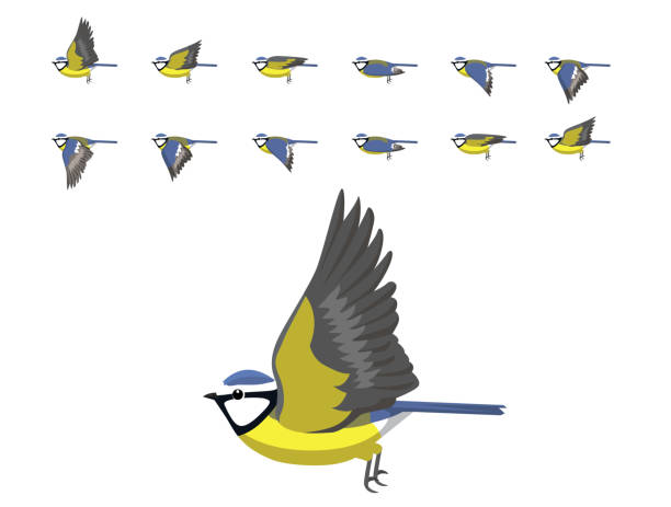 Flying Cardinal Animation 310+ Birds Fly Animation Stok Fotoğrafları, Resimler ve Royalty-Free ...