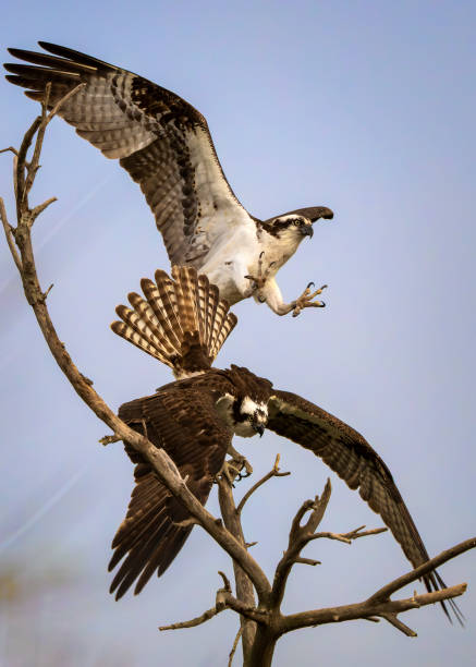 istock Flirting Pair of Osprey 2150364088