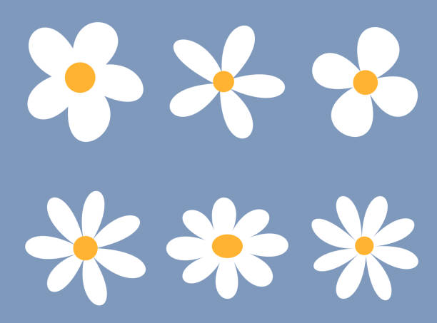 stockillustraties, clipart, cartoons en iconen met simplistic daisy pattern on blue - asteroideae