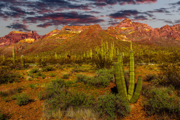 istock Organ Pipe Cactus National Monument at Sunset 2150365202