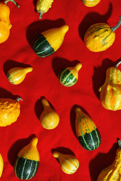istock Pumpkins pattern, decorative diverse pumpkin, squash, patisson on red cloth background top view. Autumn, fall, halloween holiday concept. Minimal autumnal flat lay with sunlight shadows. 2150365447