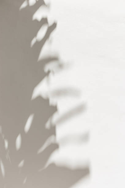istock Summer minimal style background with blur shadow from natural palm leaf on light gray white background, hard light, copy space. Aesthetic photography with palm shadows on white wall at sunlight. 2150365454
