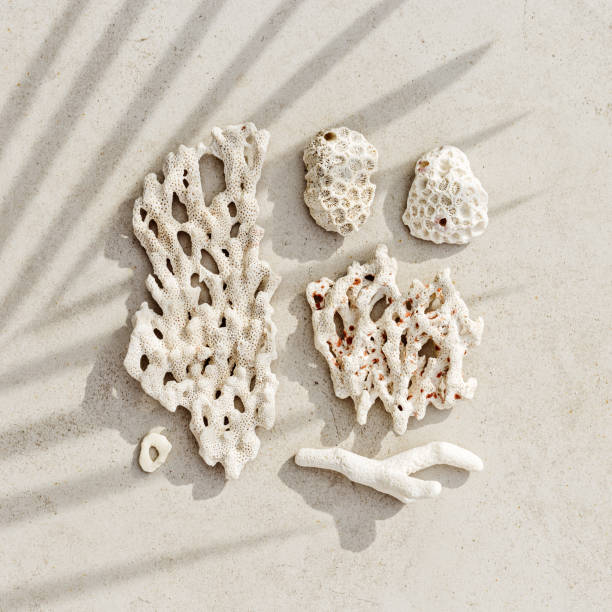 istock Pattern from seashells, coral at sunlight with palm leaf shadow on sandy color background. Minimal style nature aesthetic card. Summer vacation concept, beach mood. Nautical design. Top view 2150365458