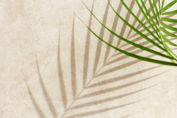 istock Summer minimal style background with shadow from natural palm leaf on light beige concrete background, hard light, copy space. Pastel colored aesthetic photo with palm shadows at sunlight. 2150365461