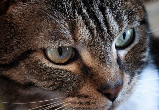 Close up of a household pet