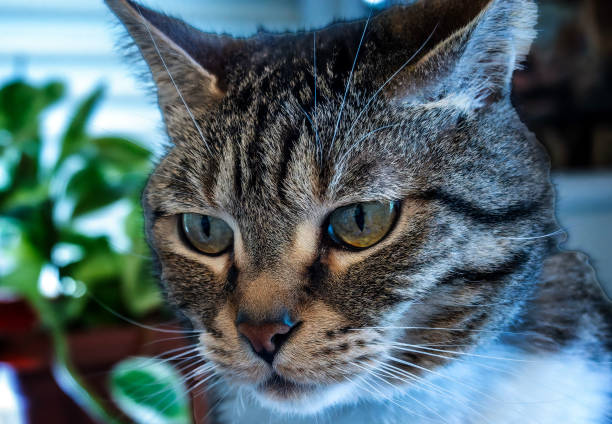 Close up of a household pet