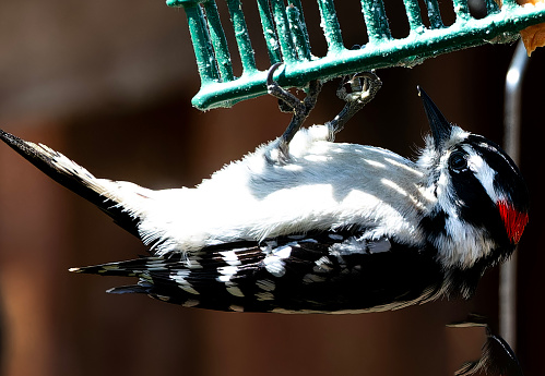 A Woodpecker under a Suet Feeder