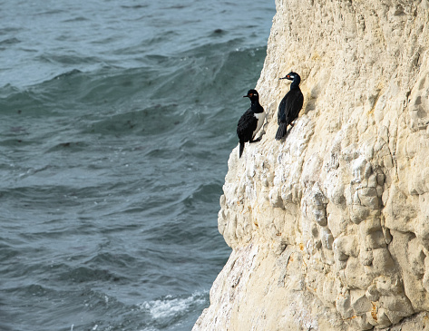 pair of cormorants looking out to sea