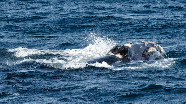 istock close-up of a free whale 2150367486