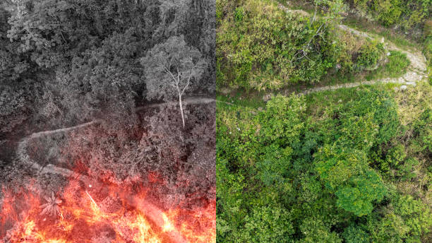 Drone view of a burned forest. Dead trees after the fire. Burned pine forest and green forest. The colorful atmospheric landscape
