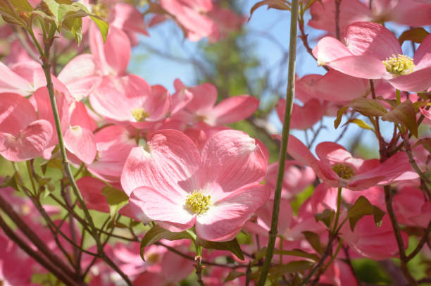 Dogwood blossom, pink flower on a blurred background in horizontal format