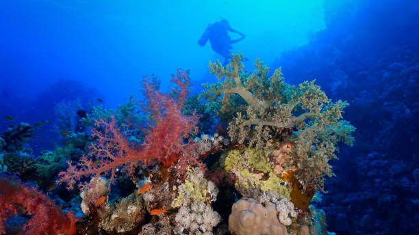 istock Beautiful Red soft corals in a underwater landscape 2150368778