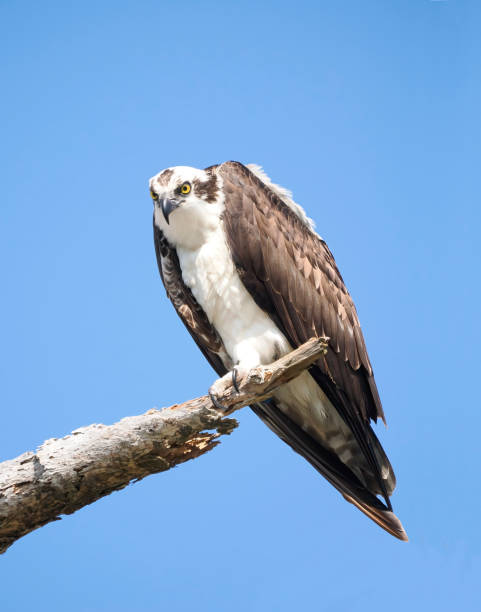 istock A Close-up Image of a  Mature Osprey Looking Down at You From a Dead Tree 2150369782