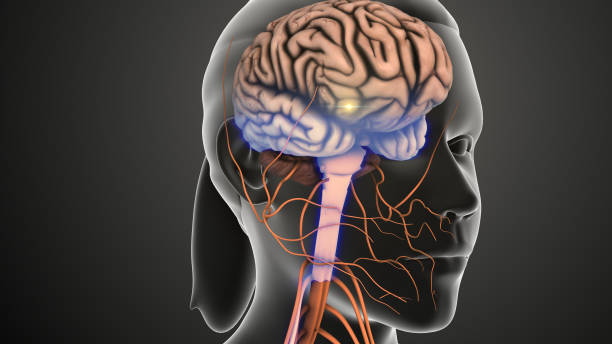 istock Nerves send signals from the spinal cord to the brain 2150370525
