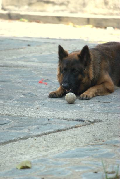 Dog in the field running, playing with a tennis ball and lying
