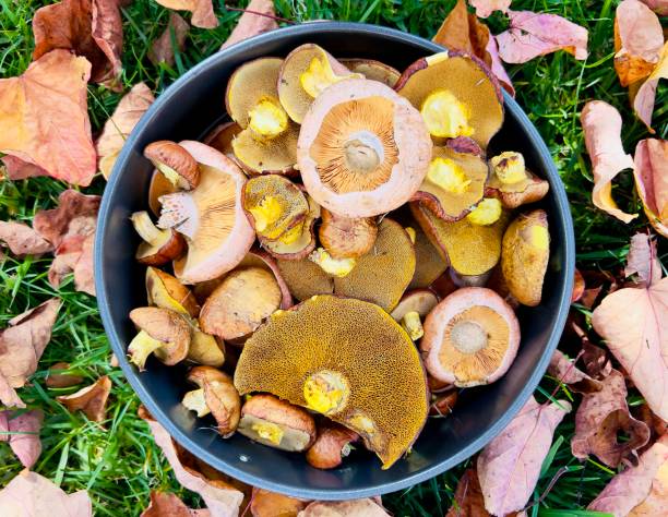 Horizontal high angle closeup photo of foraged wild mushrooms: Saffron Milkcaps and Boletus, in a metal pan on the grass among fallen Autumn leaves. Uralla NSW
