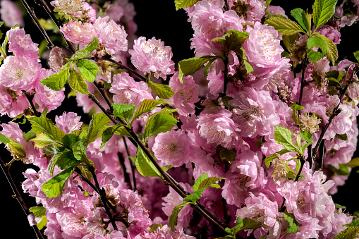Beautiful pink Almond Prunus triloba blossoms on a black background. Flower head close-up.