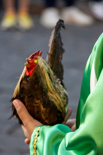Fake chicken in the hand of a girl during the Procession of silence during Holy Week. Procesión del Silencio, Querétaro, México. 2024.  Semana Santa en Mexico.