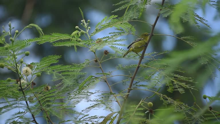 Common Iora Perched on Branch amidst Green Foliage