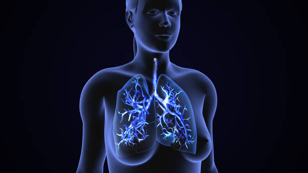 istock Human lungs Respiratory system health concept 2150375187