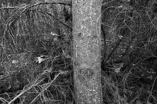 Black and white photograph of a tree trunk or stem in an autumn forest in The Netherlands
