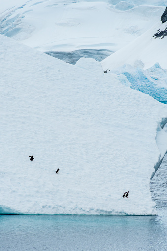 Four Gentoo Penguins -Pygoscelis papua- standing on an iceberg in the Lemaire channel, Antarctic peninsula