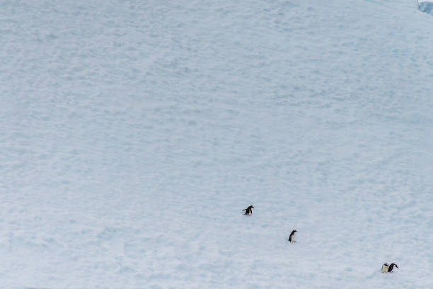 istock Four Gentoo Penguins on an Iceberg 2150376243