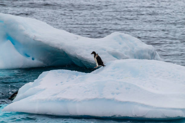 istock Adelie Penguins in Antarctica 2150376252