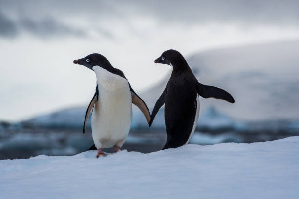 istock Adelie Penguin standing on an iceberg 2150376254