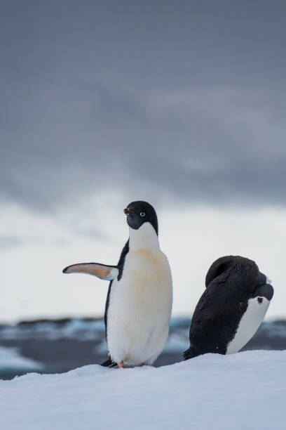 istock Adelie Penguin standing on an iceberg 2150376258