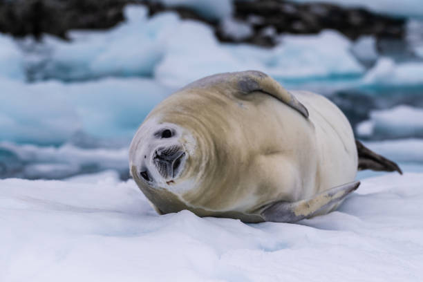 istock Crabeater Seal resting on a sheet of ice 2150376265