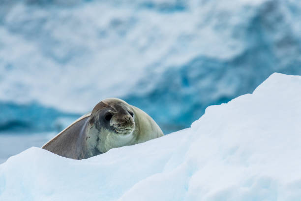 istock Close-up of a Weddell seal 2150376277
