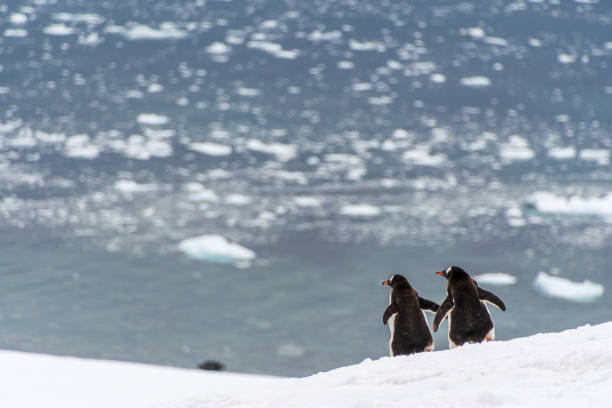 istock Gentoo colony at Danco Island 2150376294