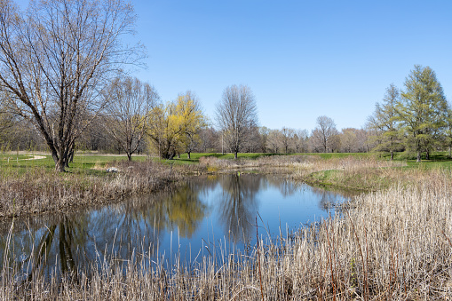 St. Peter, Minnesota, USA - April 24, 2024: This image shows a scenic nature pond surrounded with native Minnesota grasses, at the Arboretum at Gustavus Adolphus College.