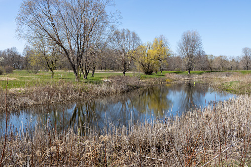 St. Peter, Minnesota, USA - April 24, 2024: This image shows a scenic nature pond surrounded with native Minnesota grasses, at the Arboretum at Gustavus Adolphus College.