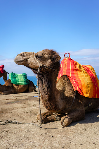 Close up of a camels with colorful saddles resting on a beach in Tangier, Morocco.