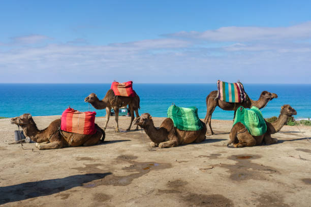 istock Camels with saddles resting on a sandy beach in Tangier, Morocco. 2150377270