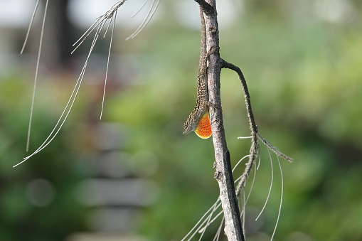 Small brown anole lizard clinging to a branch head down displaying a bright orange dewlap