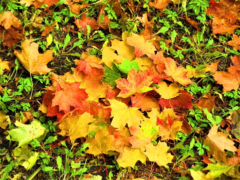 Autumn maple tree leaves. background .