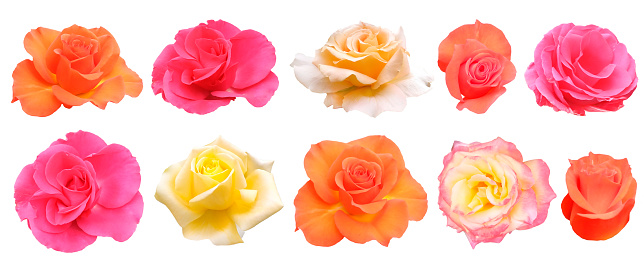 Roses collection. Isolated flowers on white background. Pink, orange, yellow and white beautiful cut out blooming roses.
