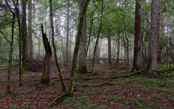 istock Deciduous stand with hornbeams and oaks 2150378817