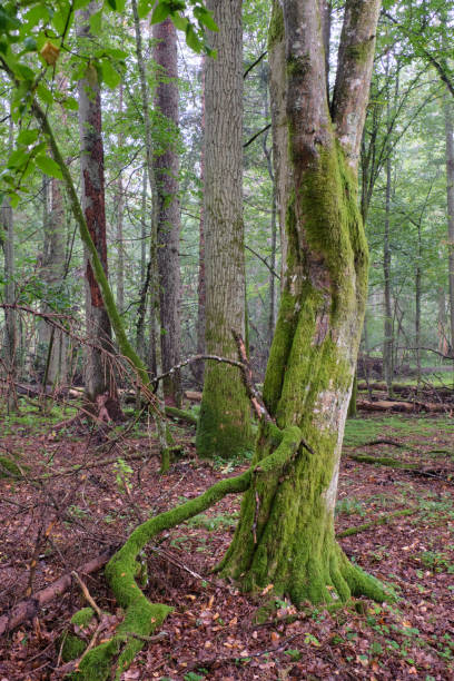 istock Deciduous stand with hornbeams and oaks 2150378825