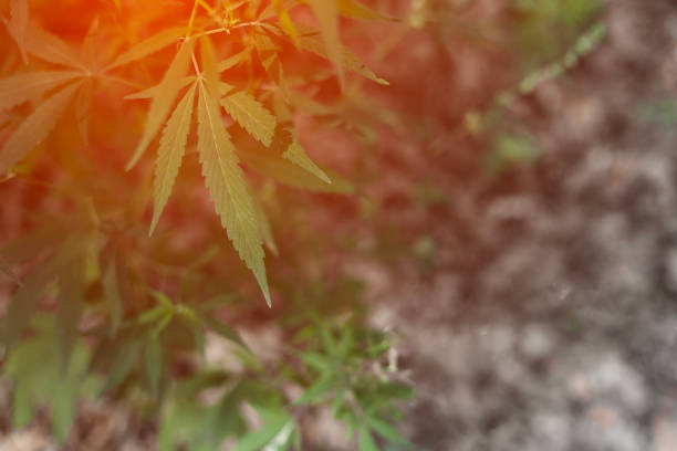 istock cannabis in sunset sunlight with a blurred background. 2150379111
