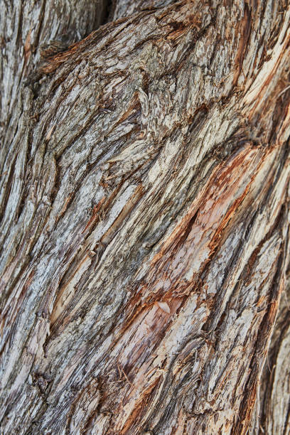 istock Background wood texture for shooting food or objects 2150379224