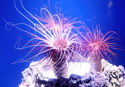 See Anemonen, eine faszinierende Unterwasserwelt