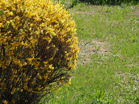 forsythia tree and meadow with copy space