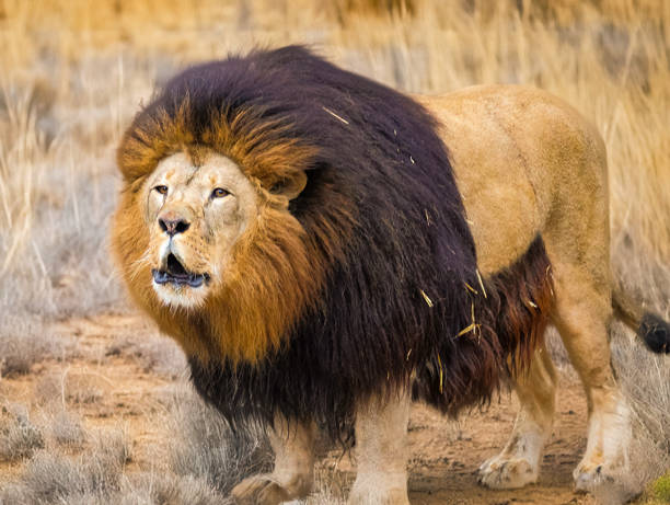 A roaring lion wants attention