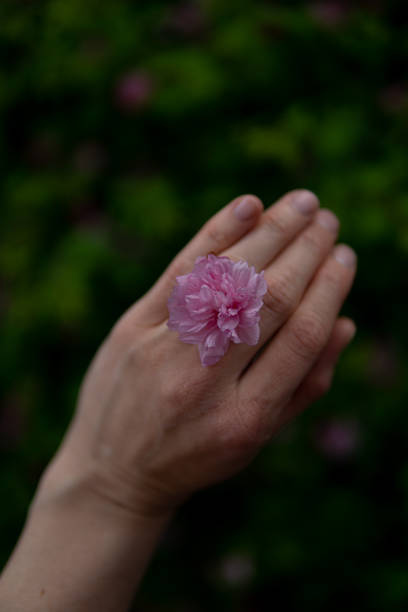 istock pink sakura flower in a woman's hand on a blurred background 2150381037