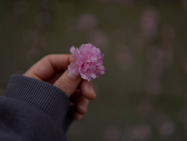 istock pink sakura flower in a woman's hand on a blurred background 2150381152